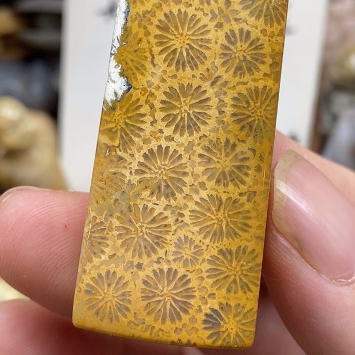 硅化珊瑚（珊瑚玉）未镶嵌颈饰