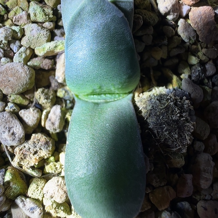 新年福利特价一枚