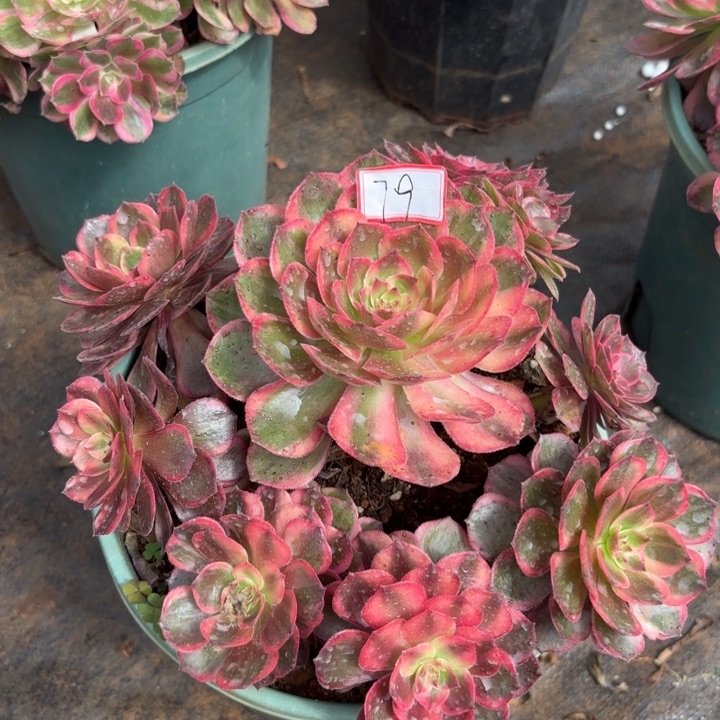 079红花郎不包化水