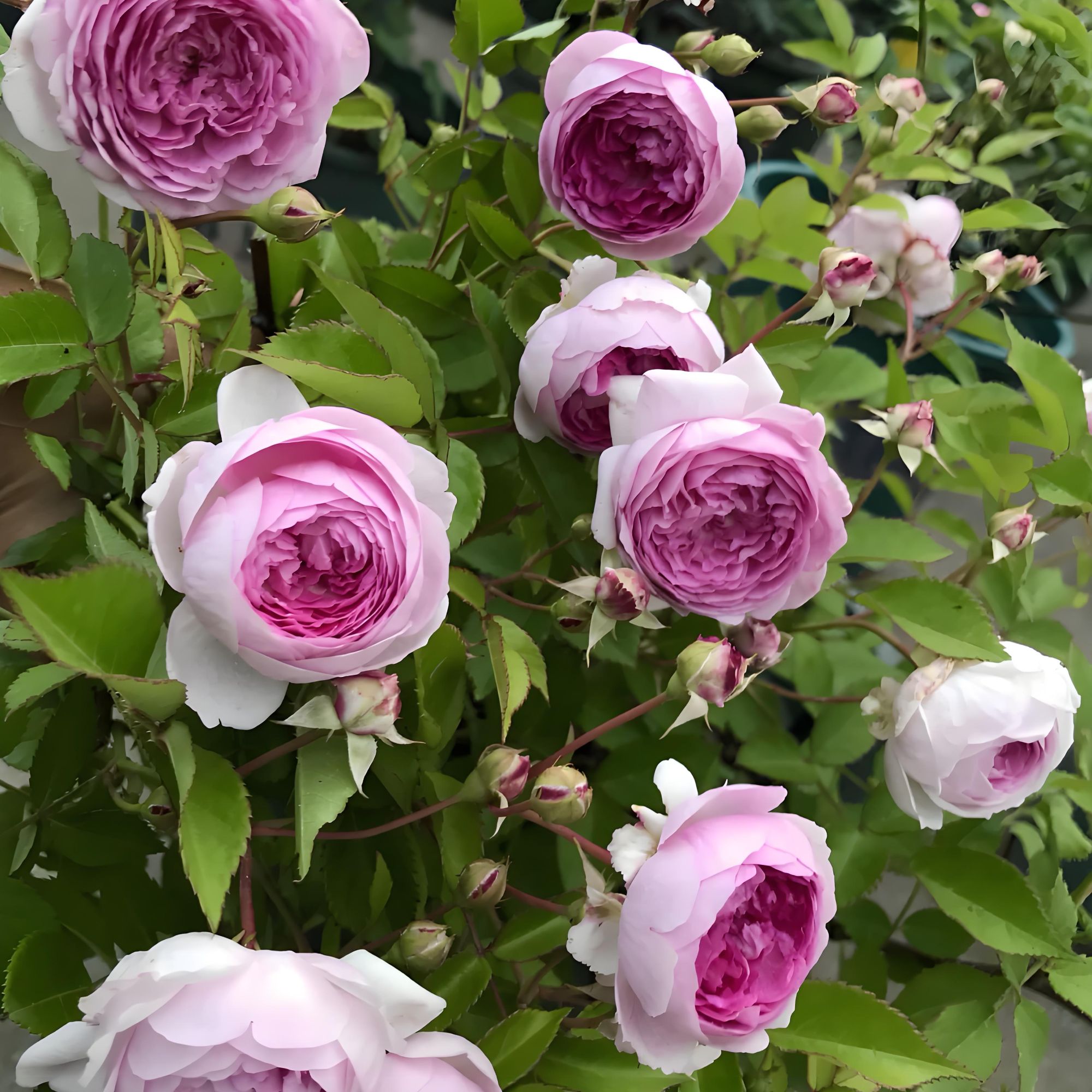 玛姬婶婶月季大花浓香四季开花勤花抗病阳台盆栽庭院地栽花