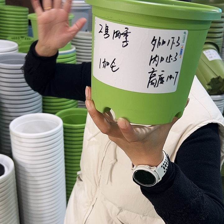 特价2号四季口17.3高14.7果绿无托10只