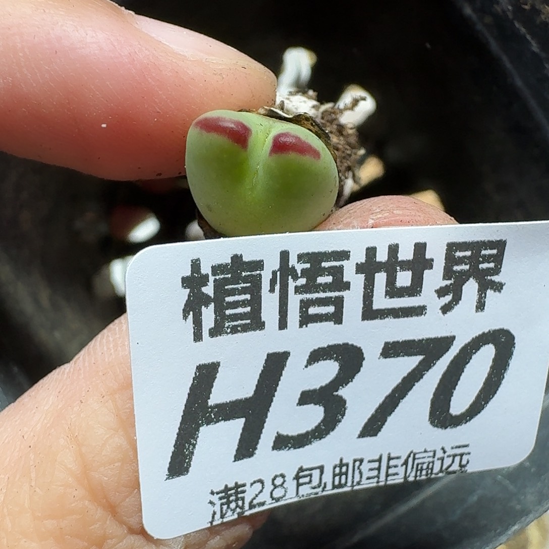 多肉植物的润泽rhjj