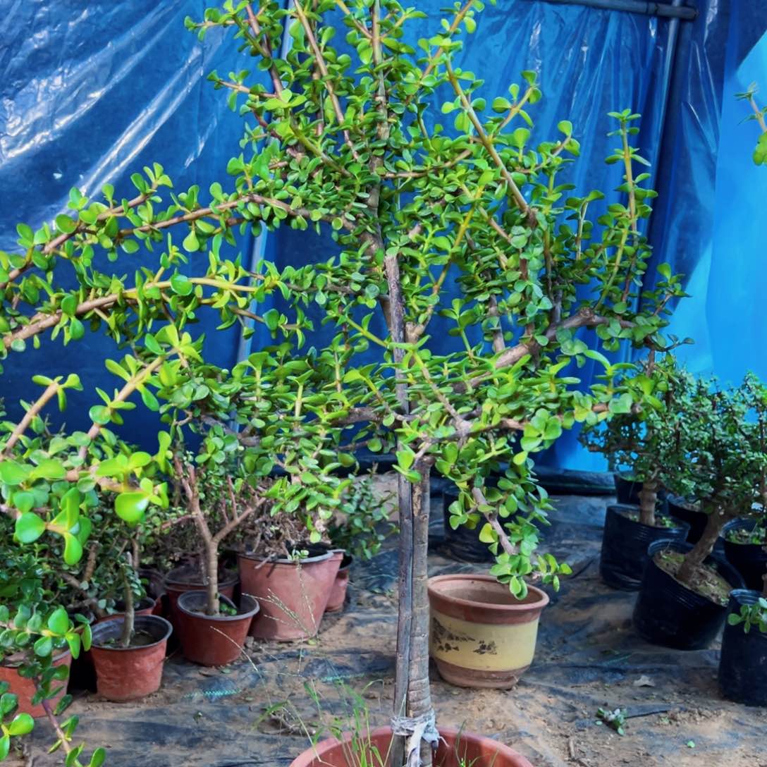 山**风金枝玉叶一物一拍