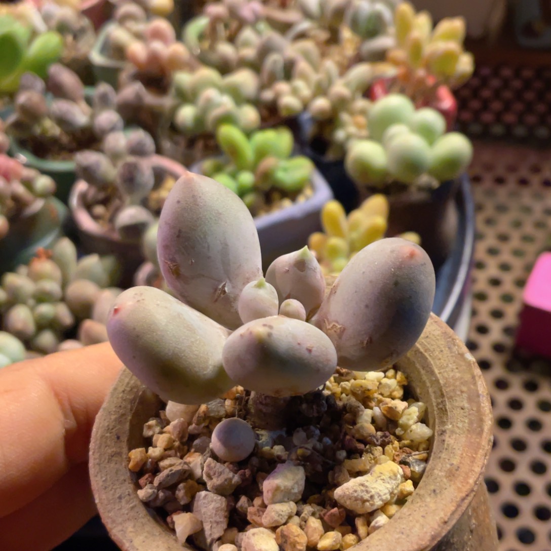 福利汉堡老庄奶酪