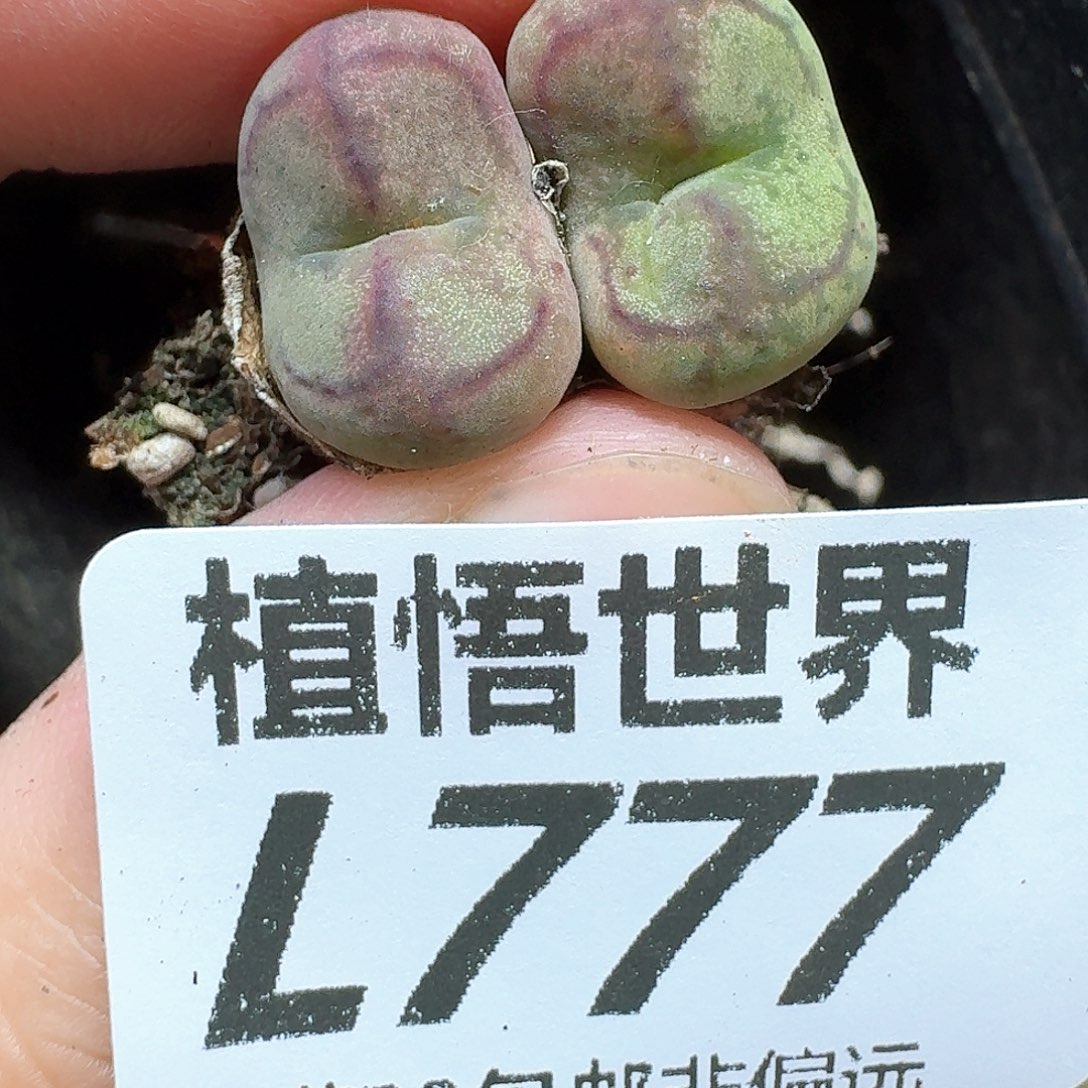 多肉植物的润泽和df