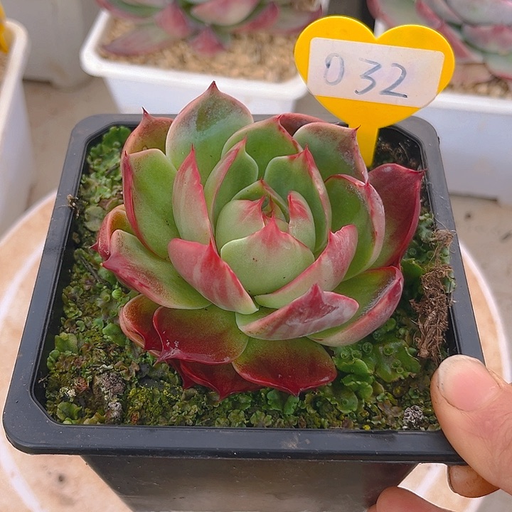 惊鸿仙子多肉植物32