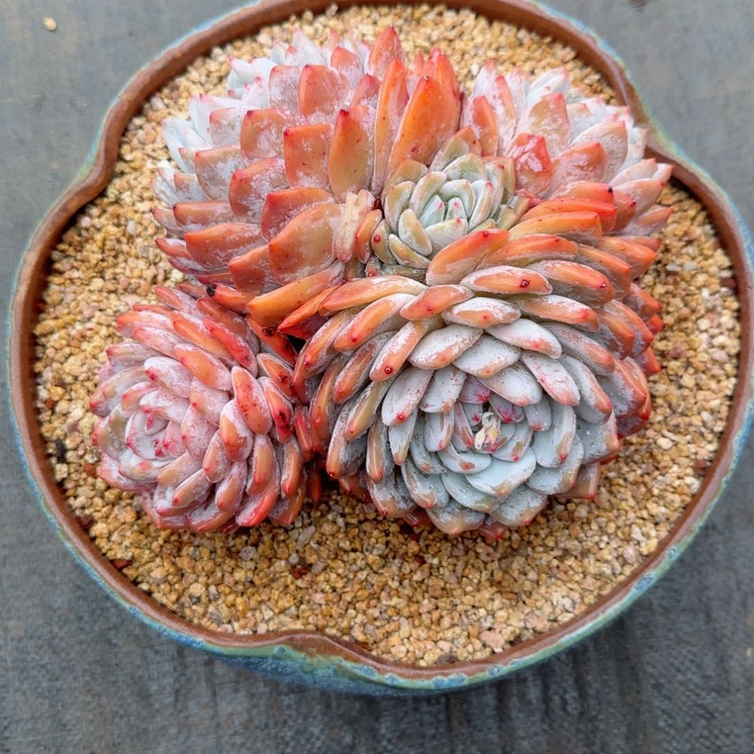 无*精品橙子一物一拍