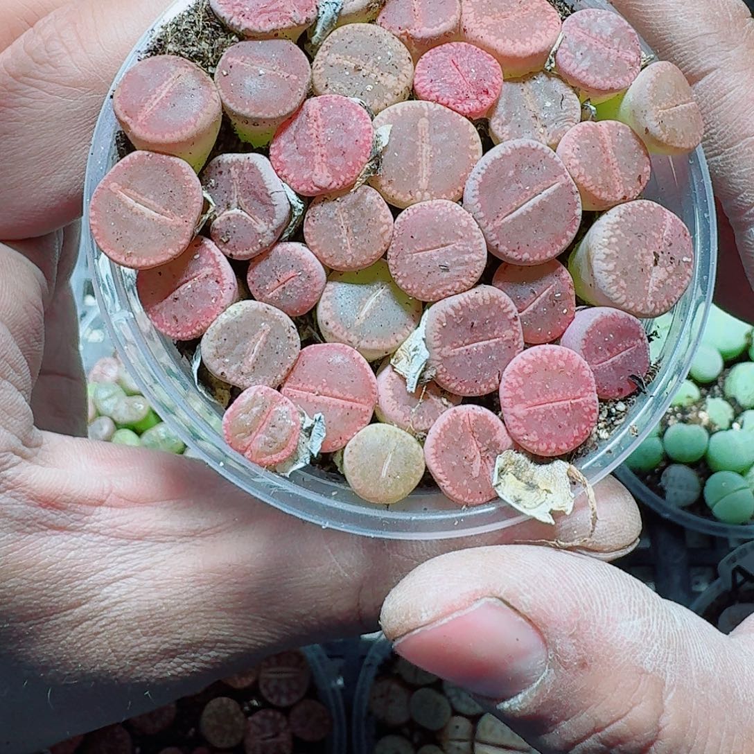 436 多肉植物多肉植物