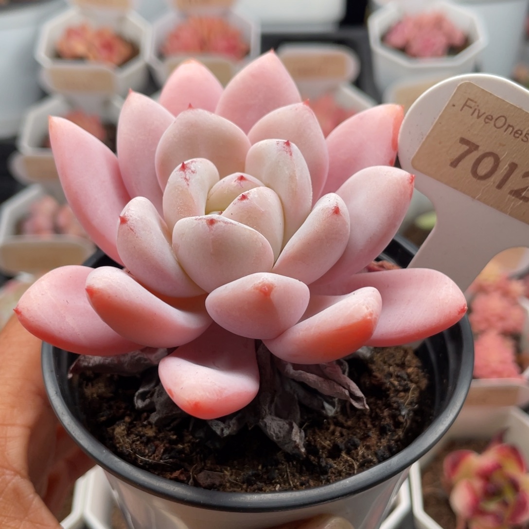 星星雪7012-8.5厘米