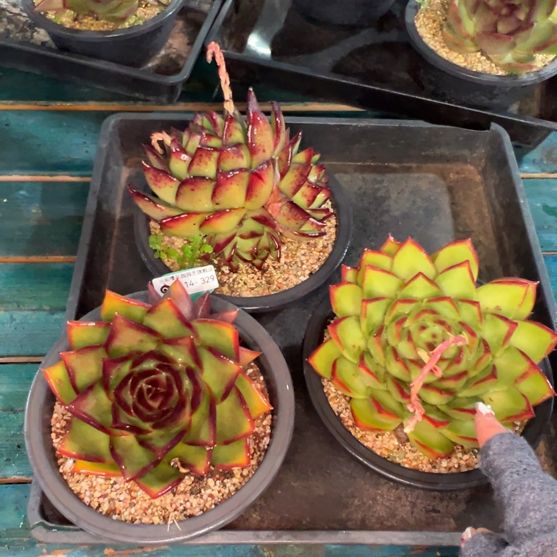 从前慢多肉精选编号0114.329