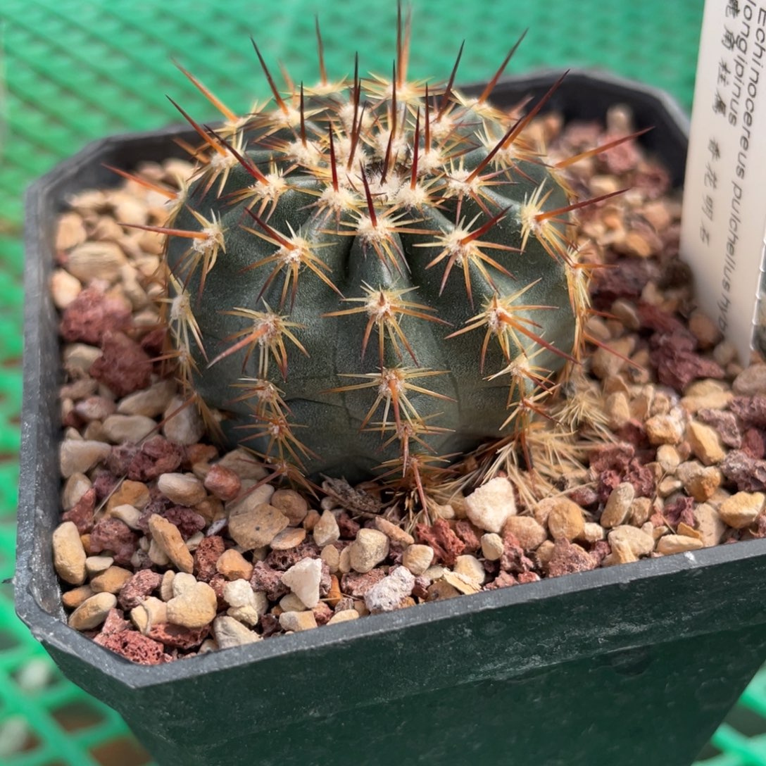 鹿角柱实生仙人球香花明石丸