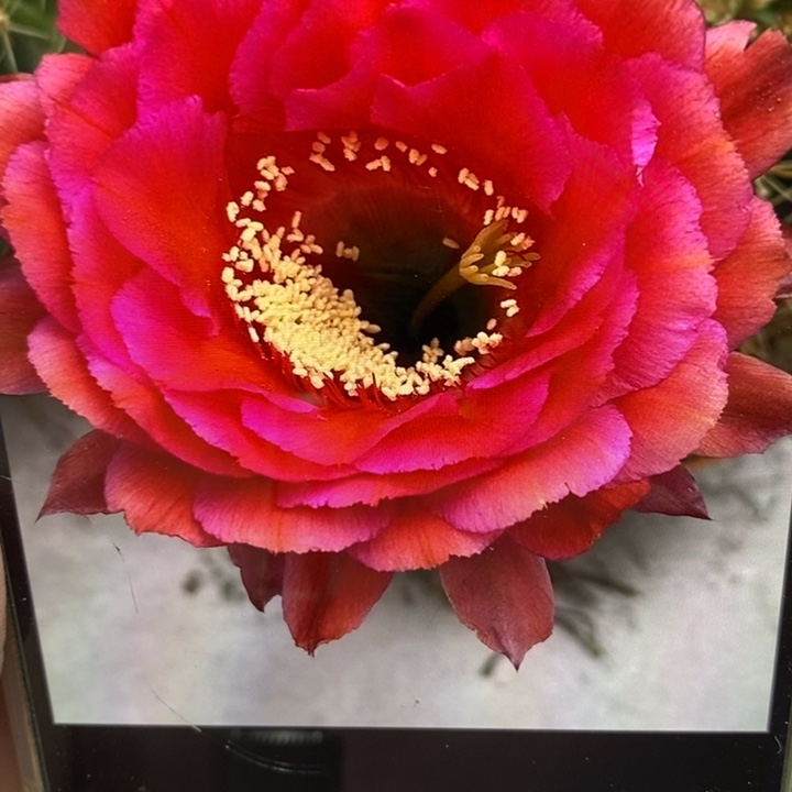 彩草81号侧芽2.5公分左右