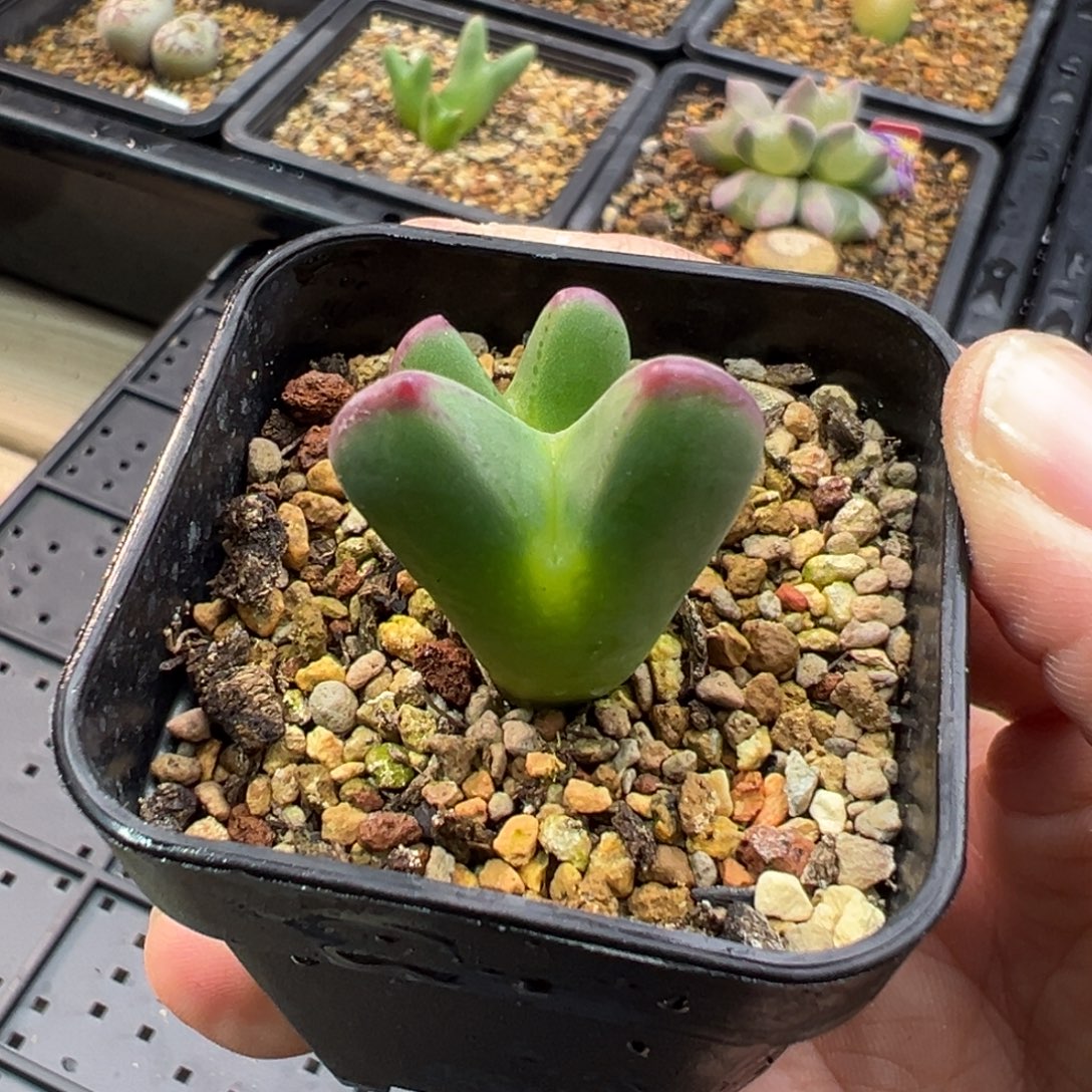 131多肉双头优选将一棵特