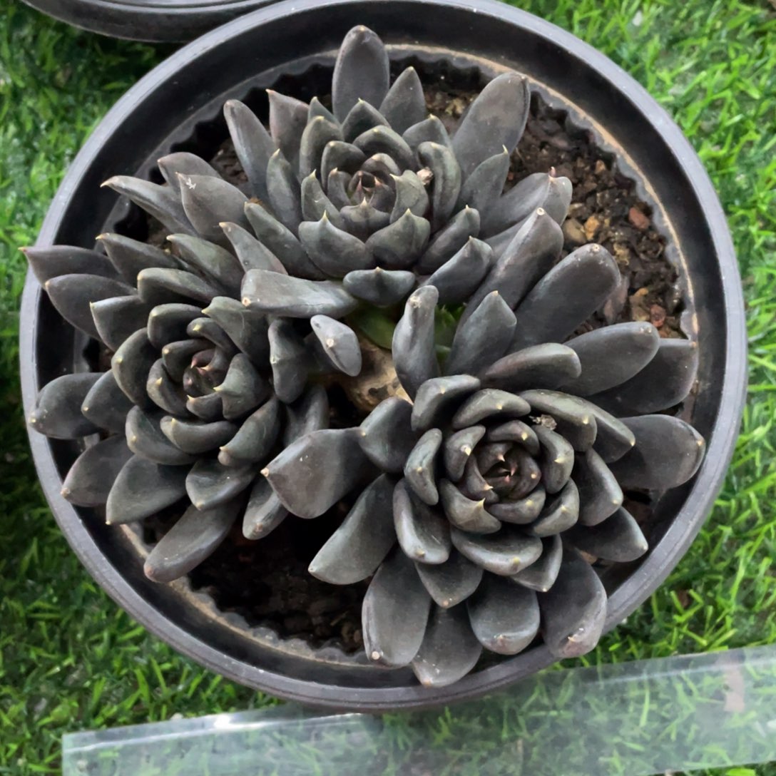 努****债黑骑士冠幅14 公分一物一拍