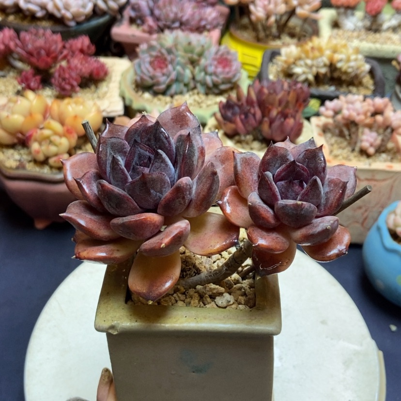 【闪购商品】黑骑士