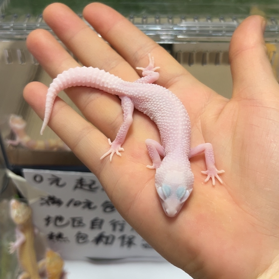 豹纹守宫豹纹守宫