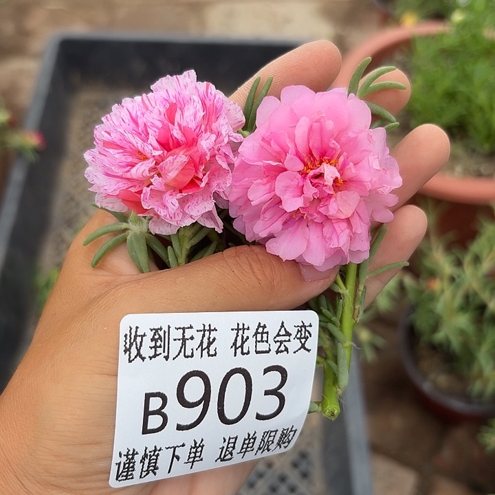 无花朵B903无根枝条2枝一组