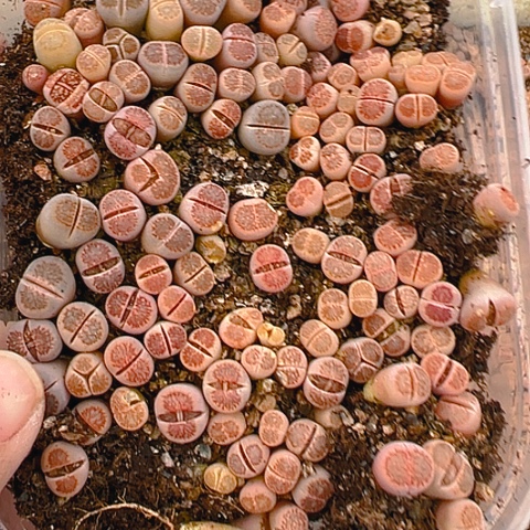 【闪购商品】?**儿24886