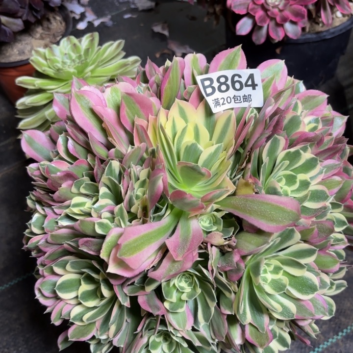 瑞妈一物一拍864