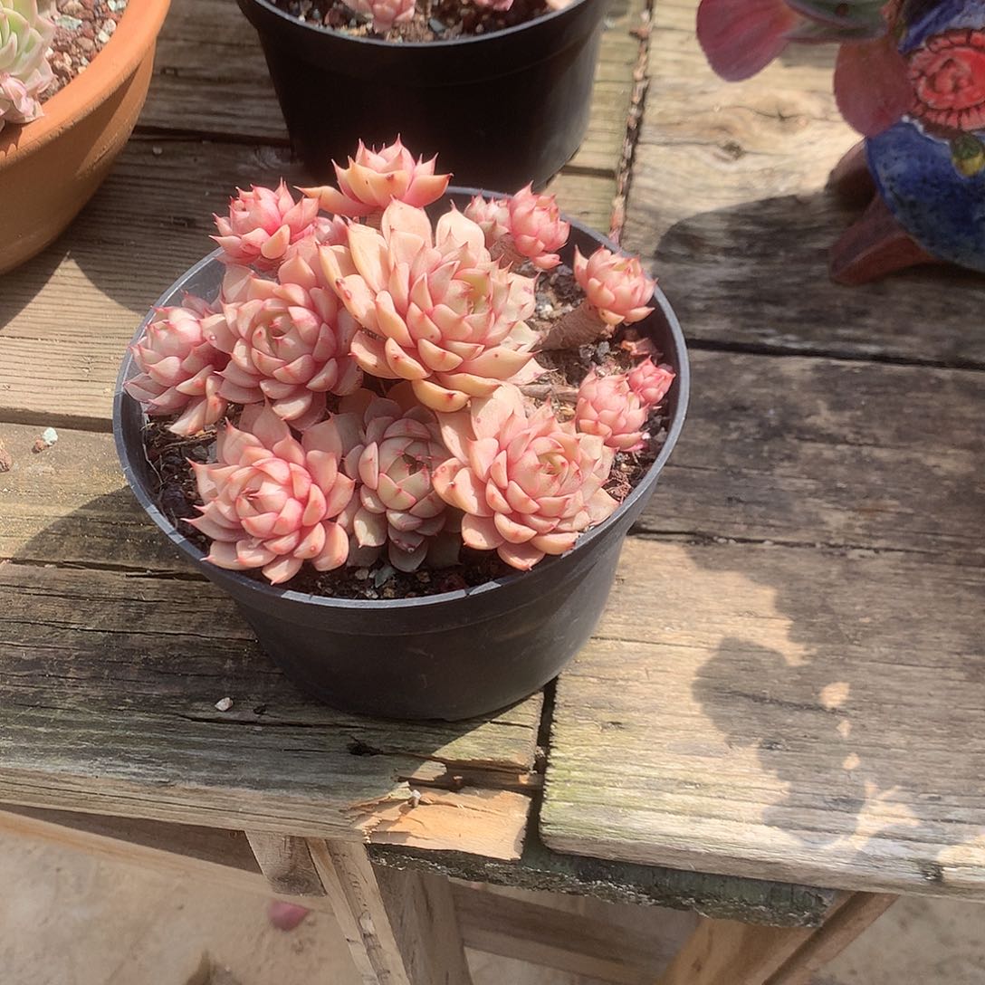 r****i本吧多肉植物