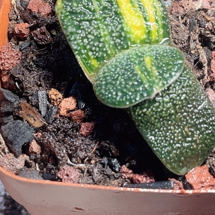 一物一拍竞拍福利拍