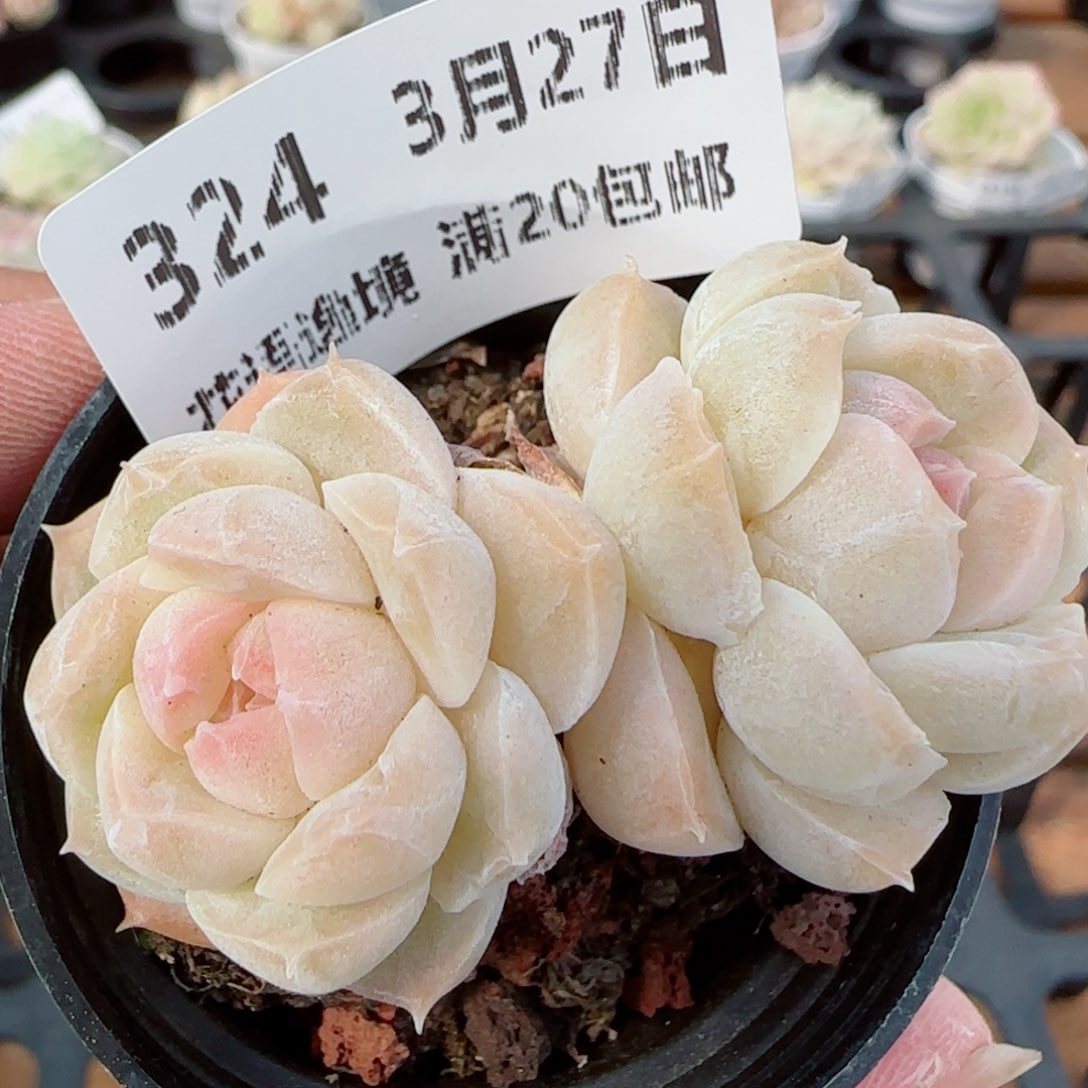 花语逸镜0327-324