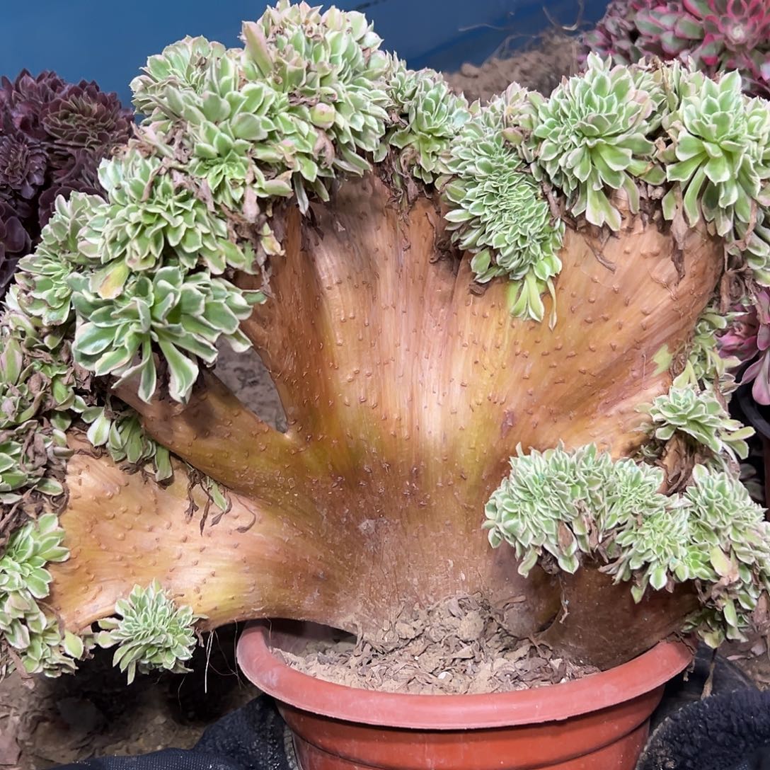 多肉植物白风缀花21