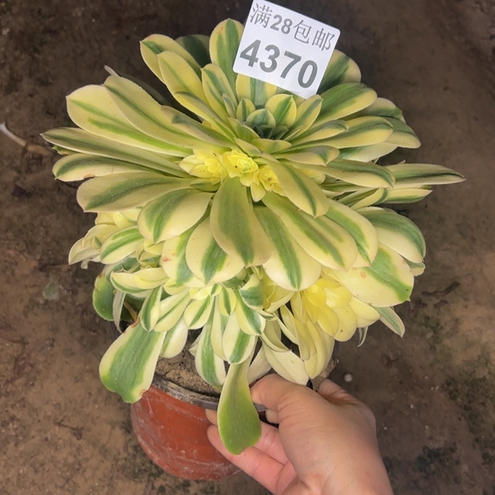 4370雪莲多肉植物