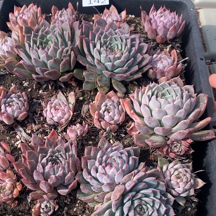 142 多肉植物盆栽花卉