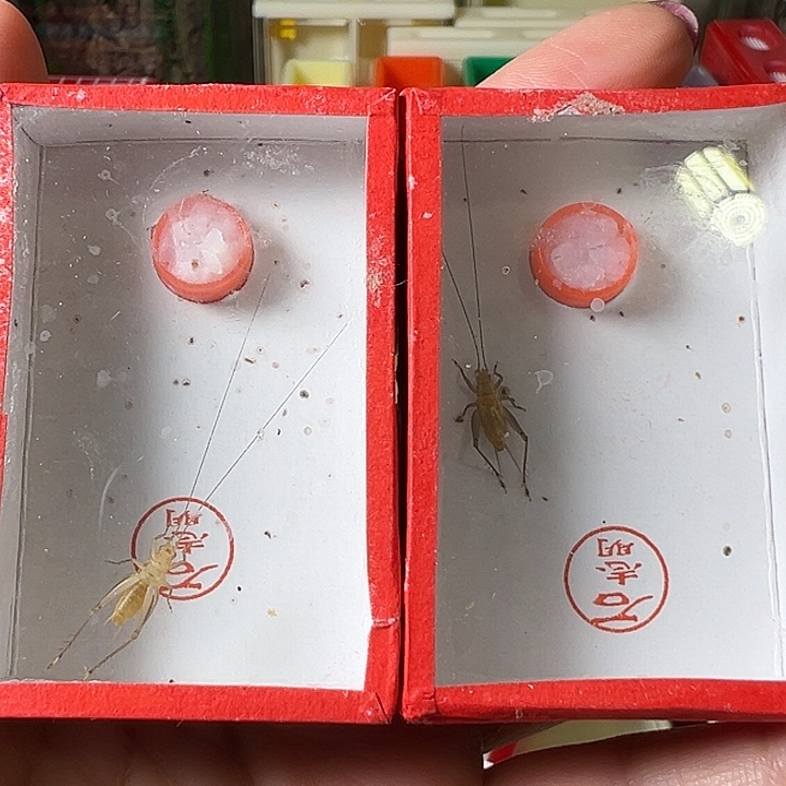 蟋蟀石大黄蛉哈哈哈哈哈哈哈哈