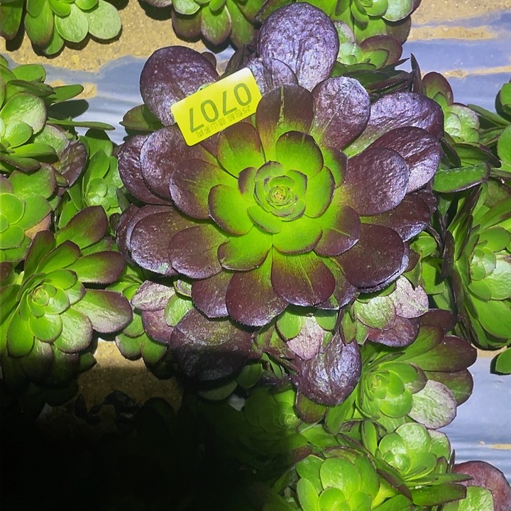 0707黑魔花脸多肉植物