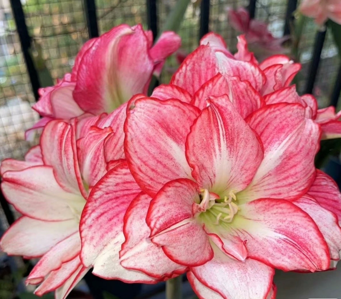 澳洲朱顶红安瑞雅