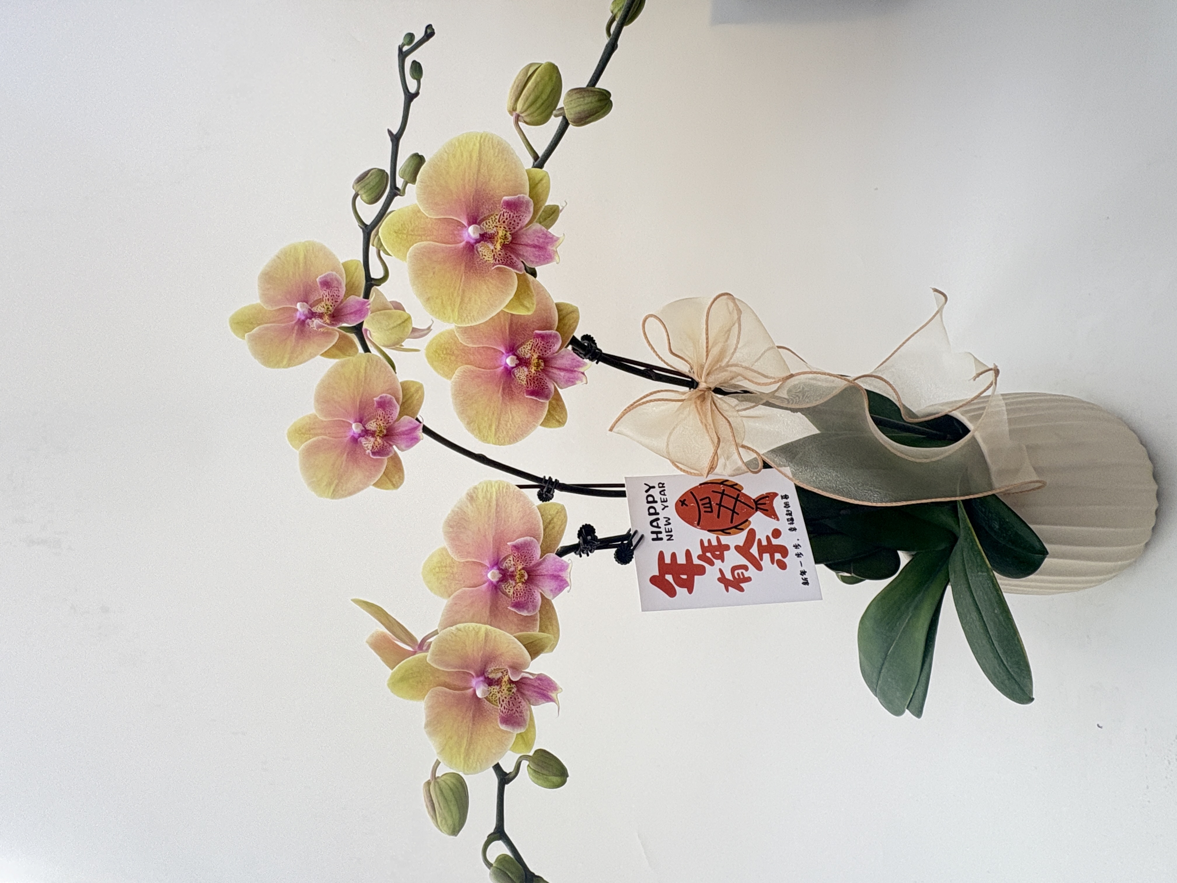 蝴蝶兰【508蜜桃】鲜花盆栽室内观赏花花佛山基地直发好养易活