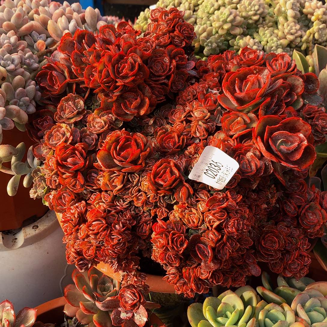 用***3秀妍02036。       