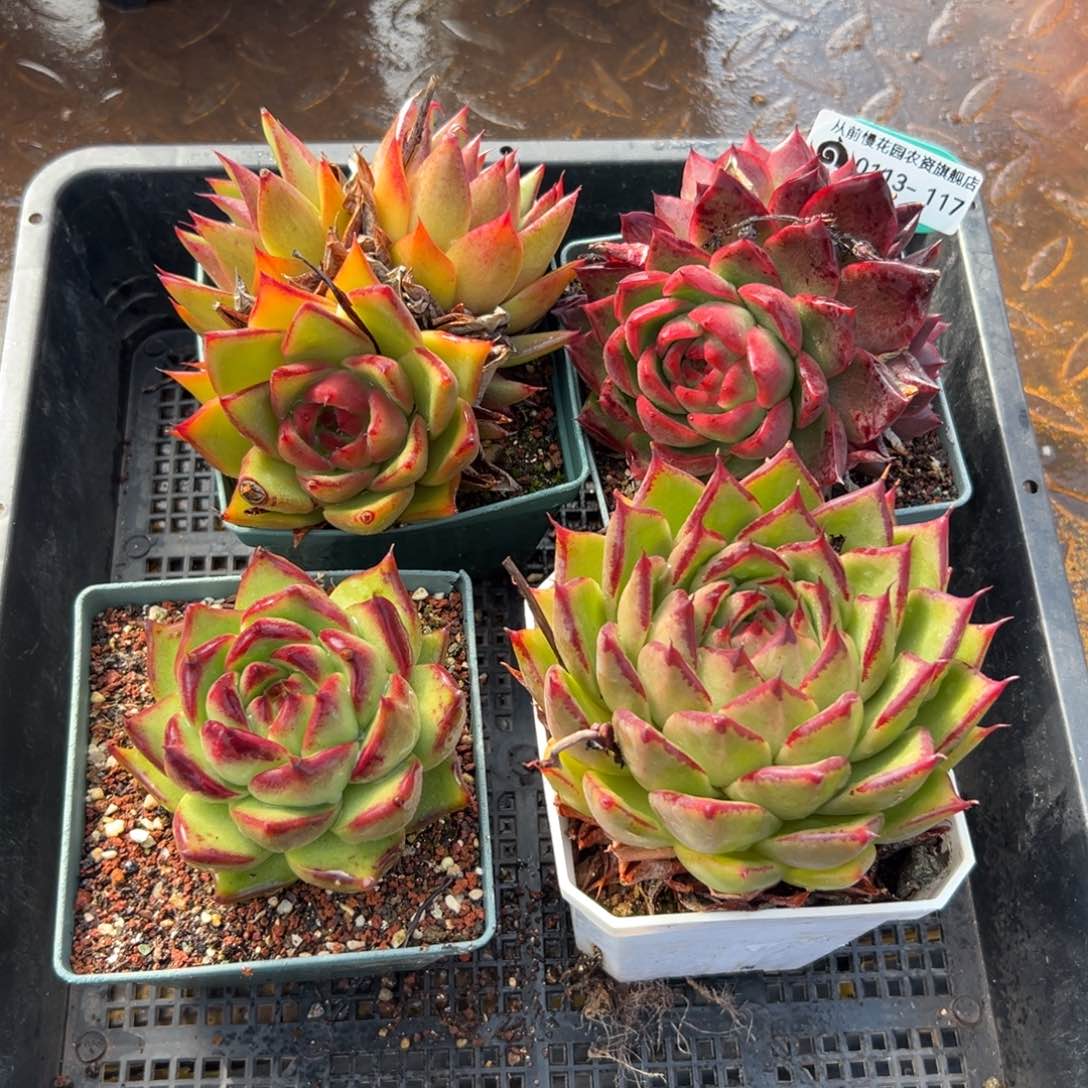 多肉一物一拍0113.117