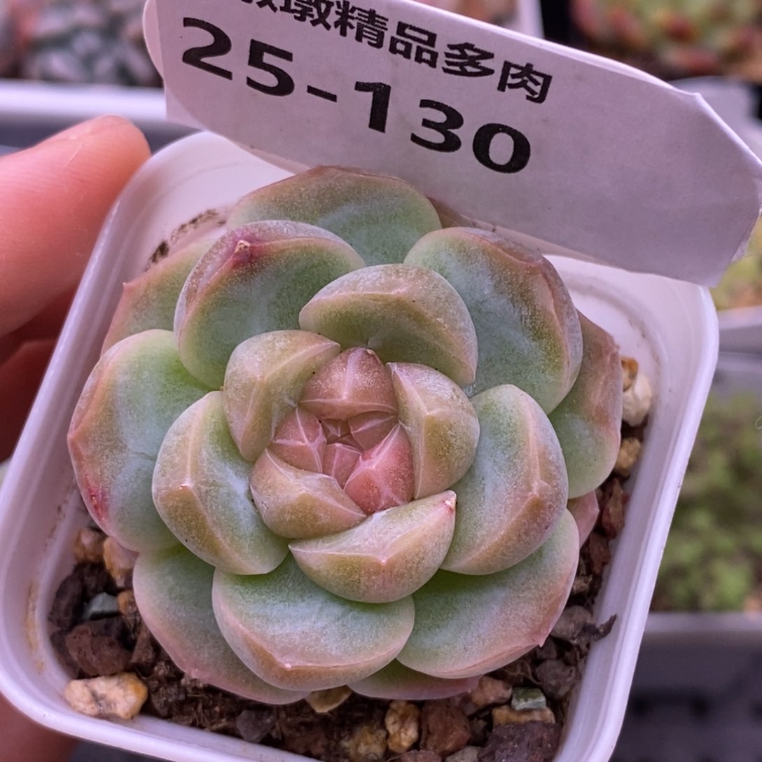 【闪购商品】25-130蜡像
