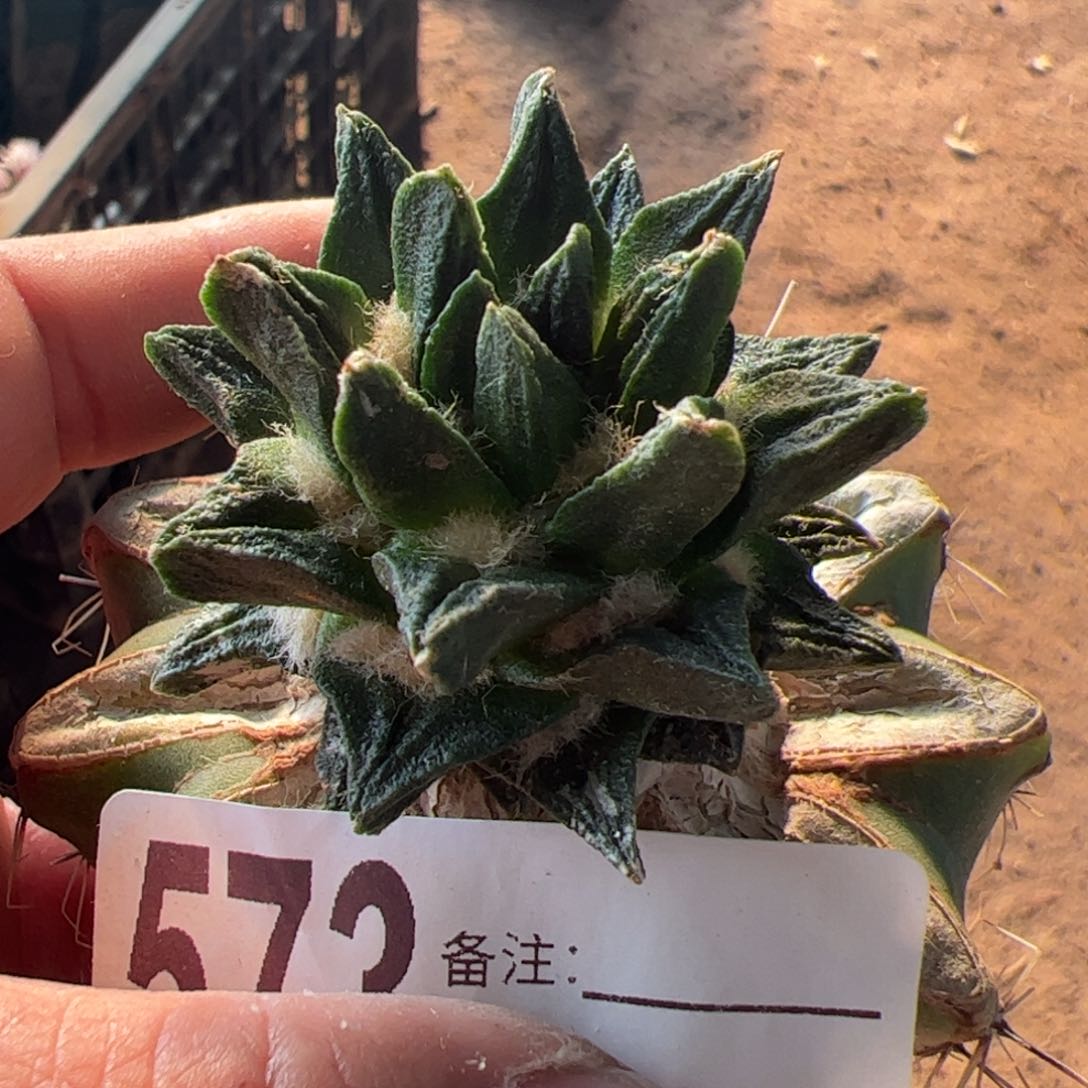 苗接长尤龙角牡丹573