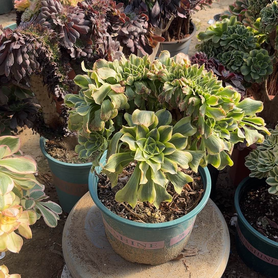 14绿豆沙缀化法师多肉植物