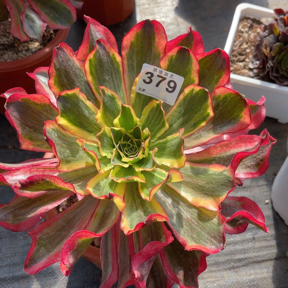 12345 379多肉法师