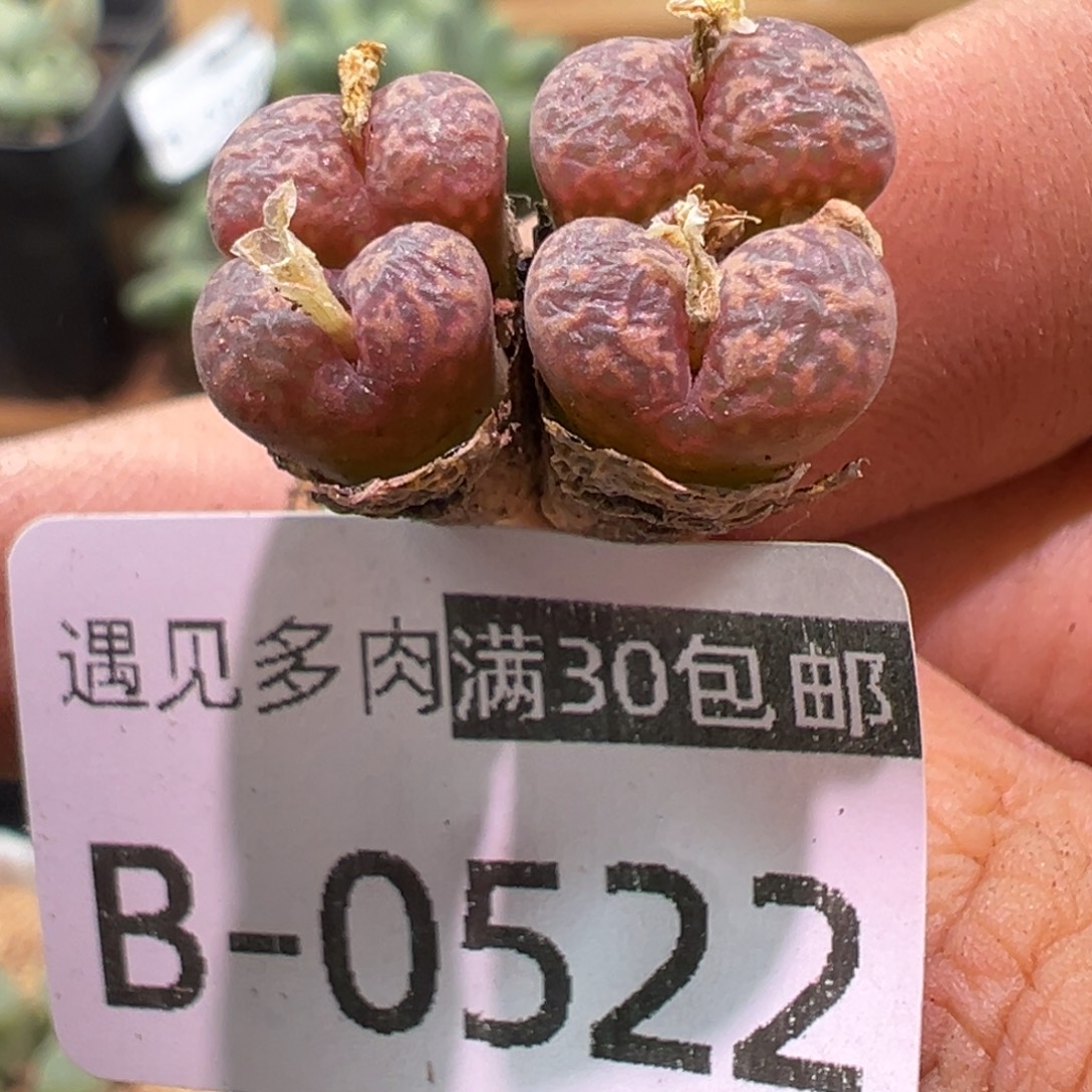 多肉植物11111111111111