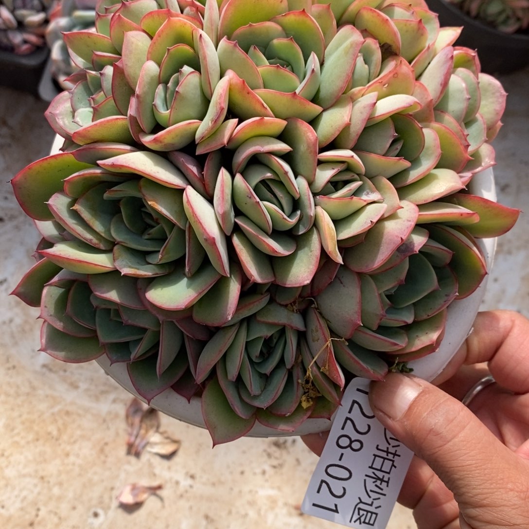 两单包邮1228-21牡丹亭