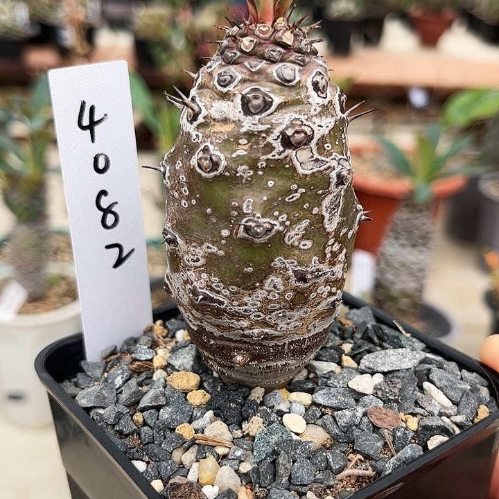 潮流植物瓶干麒麟，