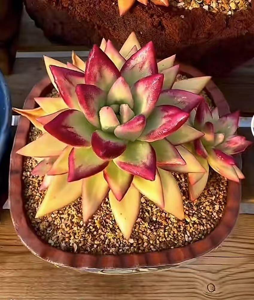 挚爱优选老桩多肉多肉盆栽夏季好养活颗粒土养护秋季上色多肉