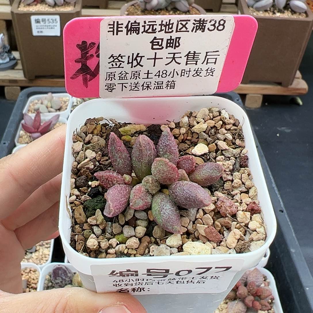 077白砂糖多肉植物
