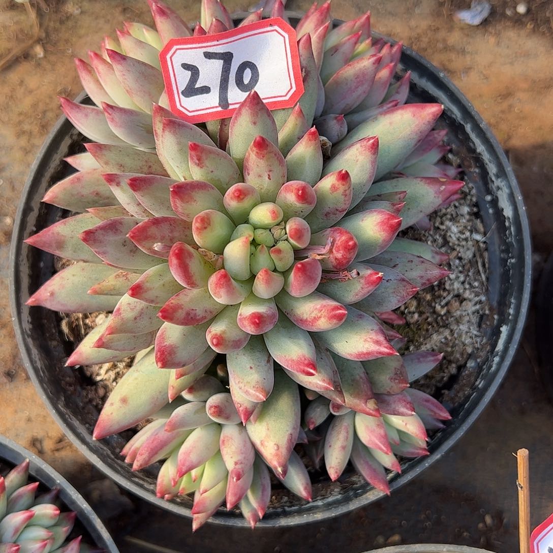 270号虞美人，一物一拍