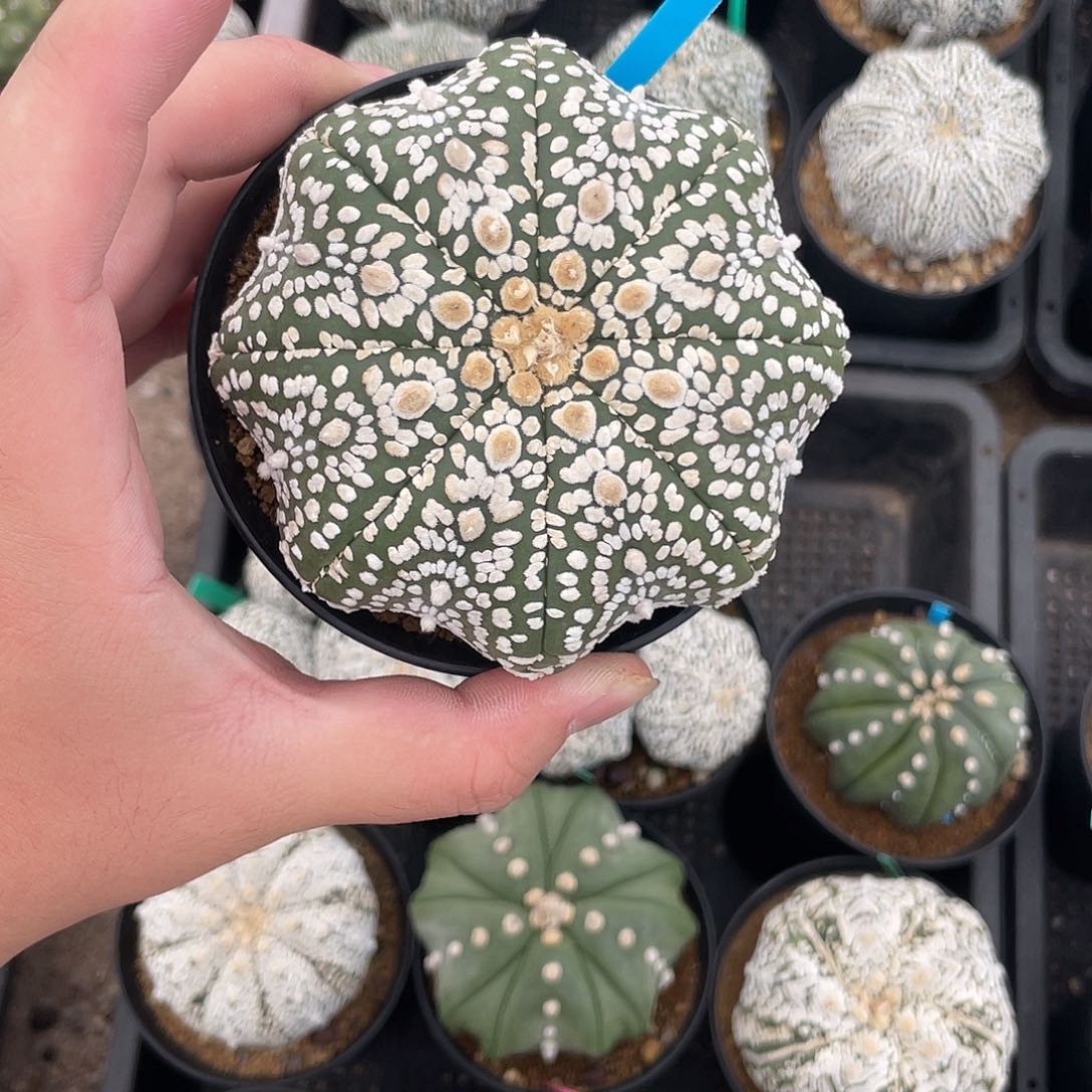 完全开放山***的特价7 45