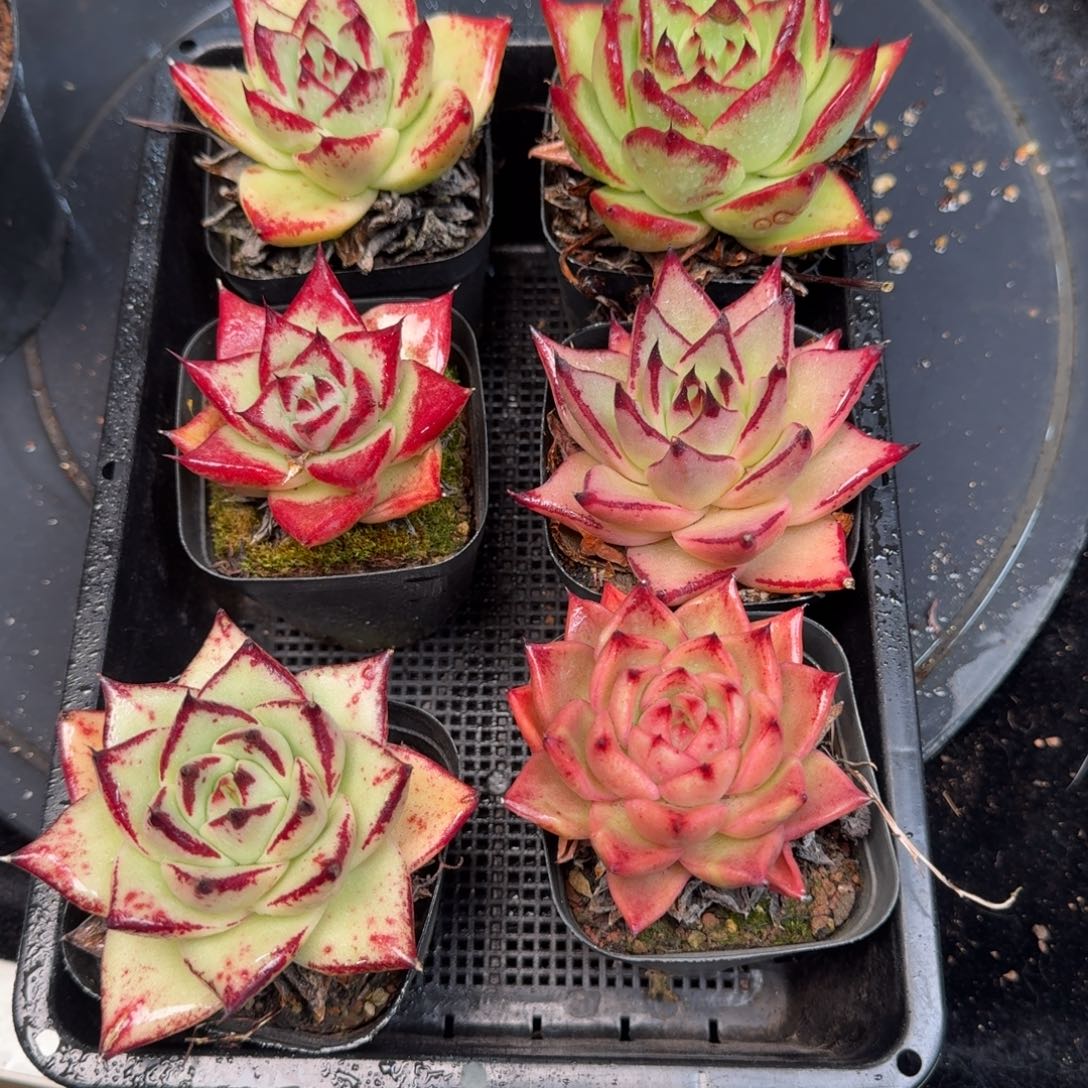 从前慢多肉精选编号1215.354