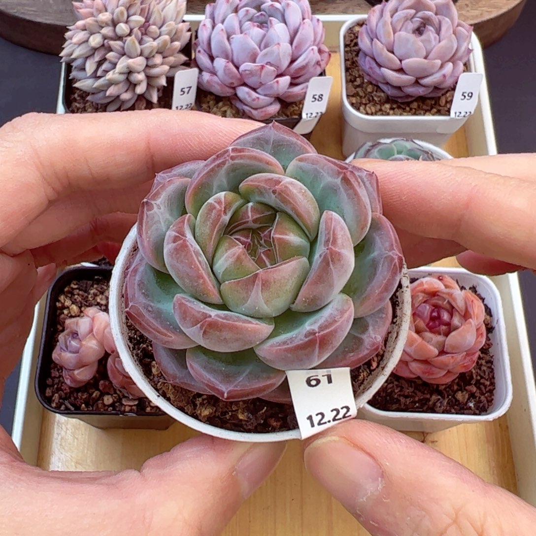 好好看61、哈哈哈哈