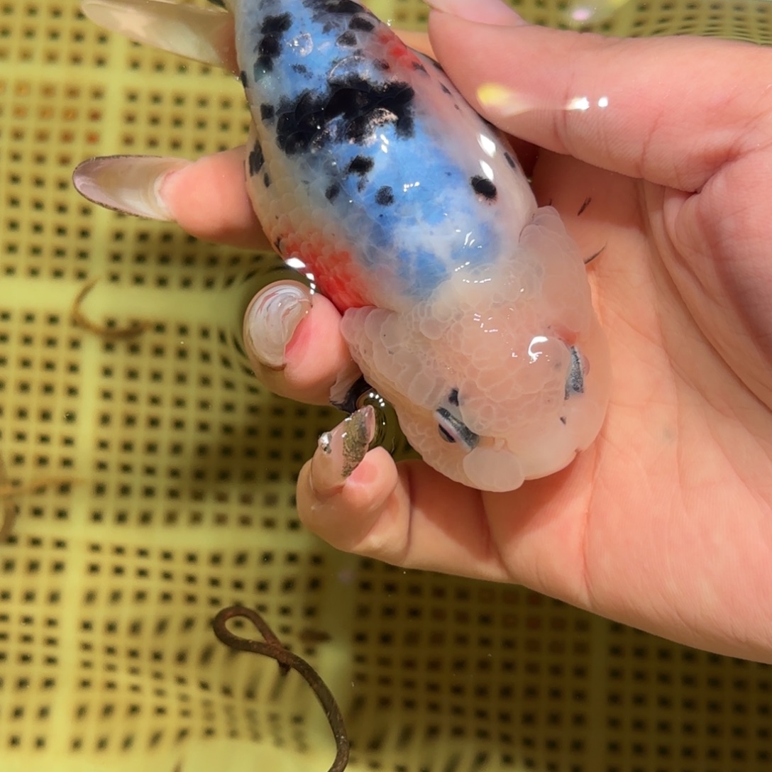 小***歪金鱼拍包装包邮，不拍包装运费到付