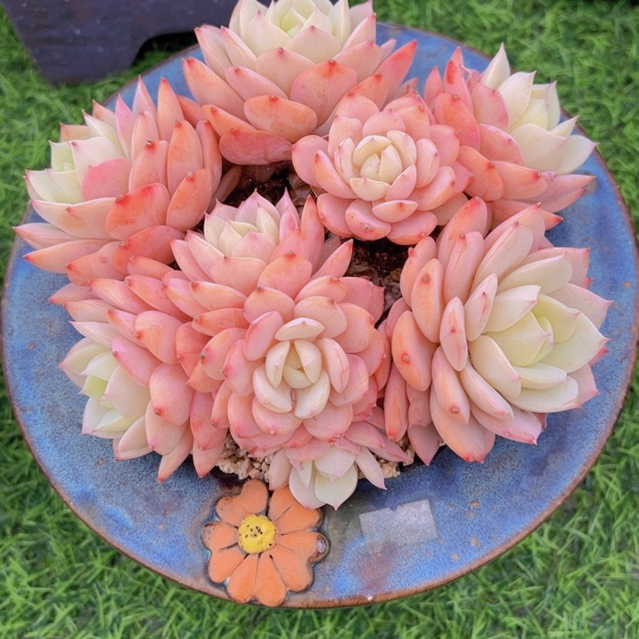 健健康康平平安安